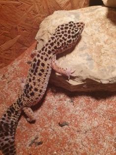 Leopardgecko