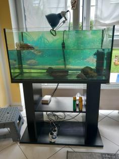 Wasserschildkröte Chrysemys picta dorsalis mit Zubehör