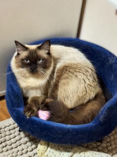 Reinrassiger Ragdoll Kater sucht ein neues schönes Zuhause