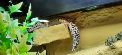 Leopardgecko ca 1 Jahr mit Terrarium