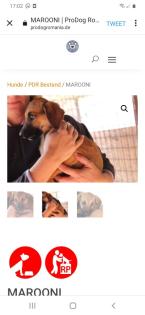Tolle Welpen, Junghunde Hundesenioren