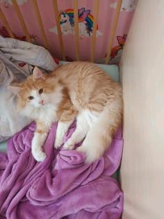 Norwegischer waldkatzen Kater