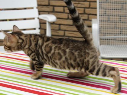 Atemberaubende Bengalkitten