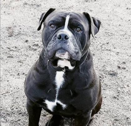 Old English Bulldog Deckrüde