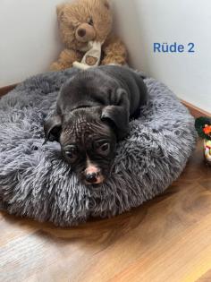 American Pocket Bully