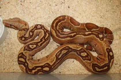 Adulte Boa constrictor / Zuchttiere