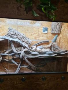 Bartagame inklusive Terrarium