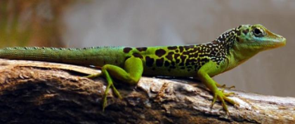 Anolis marmoratus, bimaculatus, wattsi, oculatus, desiradei, terraealtae und and