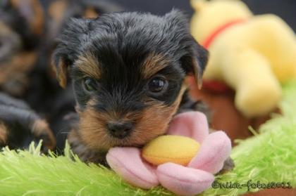Bezaubernde Yorkshire Terrier Welpen aus seriöser Hobbyzucht