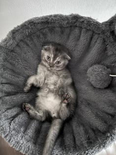 Britisch kurzhaar Falt Ohr Katerchen