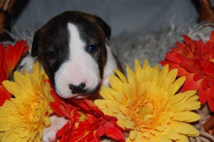 Miniatur Bullterrier