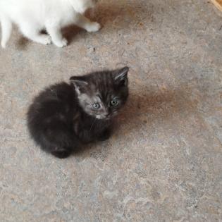 Main Coon Kitten abzugeben