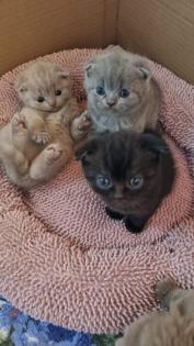 BKH Scotiish Ford Kitten