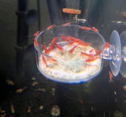 Red Fire Garnelen Neocaridina Aquarium Rote Garnele einfach