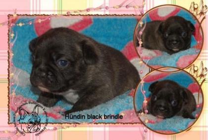 Einige Französische Bulldoggen Welpen suchen noch eine Familie