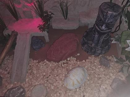 2 Leopardgeckos, Terrarium und Zubehör
