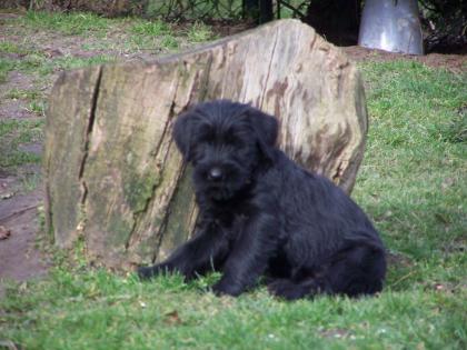 Riesenschnauzer Welpen von der Maiburg