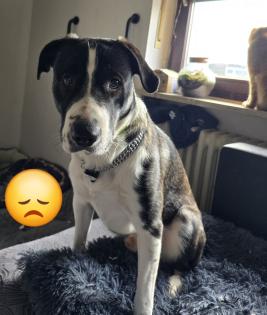 Meilo sucht dringend ein neues Zuhause
