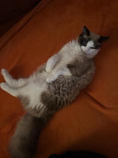 Kater Siam Ragdoll 7 Monate