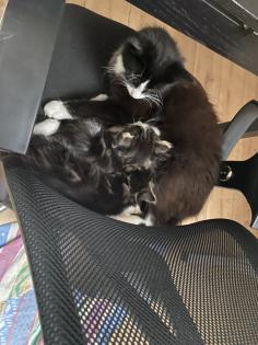 Unsere süßen Katzenbabys suchen ab Ende August ein neues Zuhause mit viel Auslauf