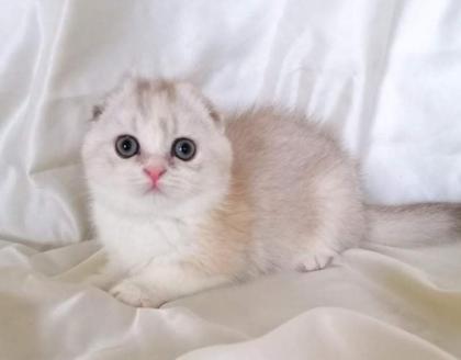 Schottische Faltohr Katze, Honda Helika, weibchen