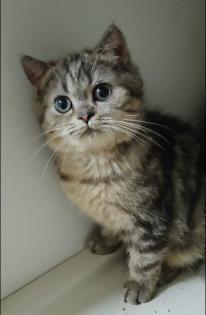 Süße bkh Kittens suchen liebevolle Zuhause