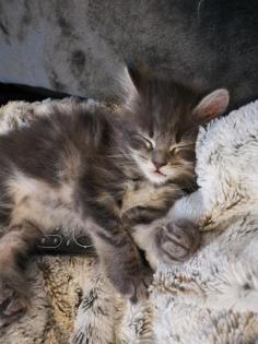 Maine Coon Kitten reinrassig o. P