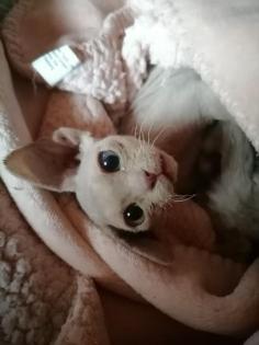 Devon Rex zum verkaufen
