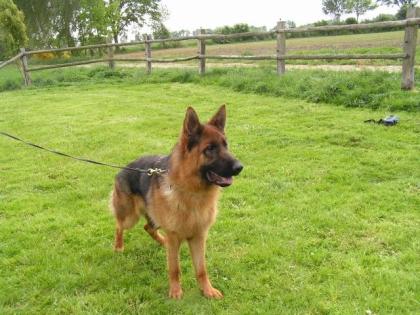 Deutscher Schäferhund Rüde, 11 Monate alt