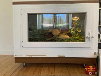 Wunderschönes Terrarium mit 2 Kornnattern 0. 0. 2. abzugeben
