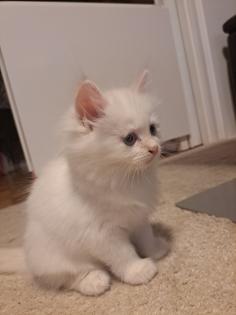 Kitten Kätzchen nur noch Ellie Neva Masquarade sibirische Katze