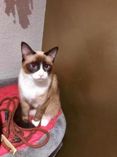 Siam Deckkater