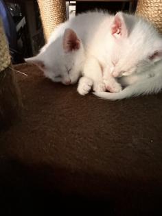 6 kleine Kitten weiß und getigert suchen ein liebevolles zu Hause