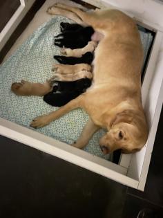 Labrador Welpen, reinrassig, Babylabradore