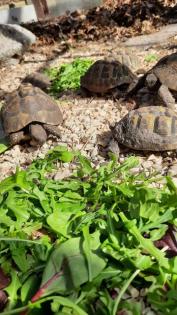 Griechische Landschildkröten