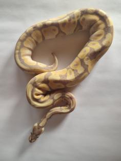 Königspython regius Banana