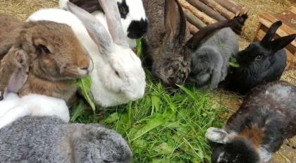 Vermittlung/ Aufnahme von Kaninchen
