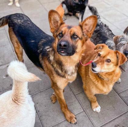 Geronimo. liebenswerter Familienhund