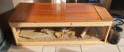 Bartagame - Paar mit Terrarium zu verkaufen