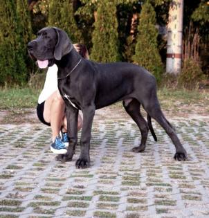 Deutsche Doggen blau