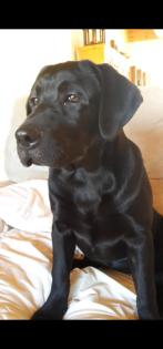 Verkaufe schöne Labrador Hündin