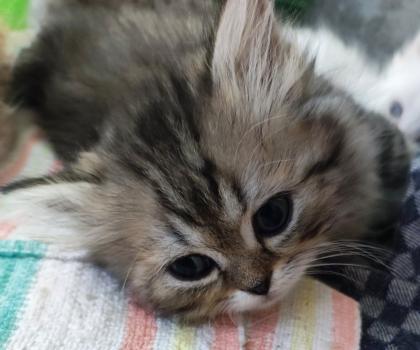 BKH und BLH Kitten suchen liebevolles Zuhause