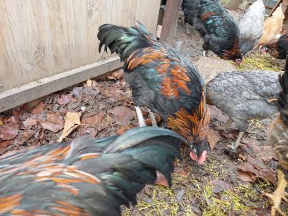 Hähne Junghähne Australorp Welsumer