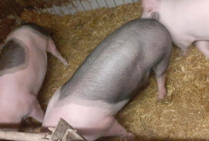 Schweine zu verkaufen