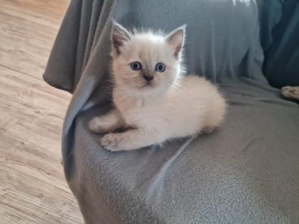Wunderschöne Bkh kitten blue point und silver shaded