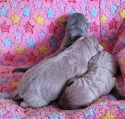 Labrador Welpen mit Papiere