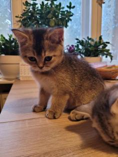 Bkh Kitten