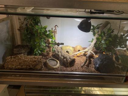 Kornnatter, männlich inklusive Terrarium, verhandelbar