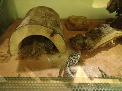 Terrarium mit 4 Leopardengeckos