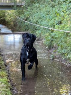 Cane Corso Rüde 3 jahre alt